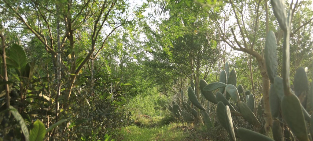 Sunlit syntropic tree line with layered canopy, shrubs, and ground cover along a grassy path
